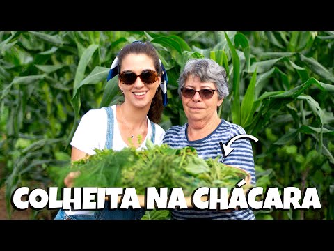 COLHEITA NA CHÁCARA / Legumes orgânicos, ovo caipira, hortaliças e café da tarde de roça