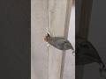 Door Frame Hole Repair ✅️ #woodwork #trick #carpentry #repair #tips