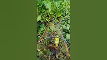 Đặt lờ cá lóc trúng ổ cá lớn #localoc #datlocaloc #caloc