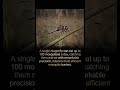 🦟❌ One Dragonfly vs 100 Mosquitoes a Day 😱 | Nature’s Secret Hero