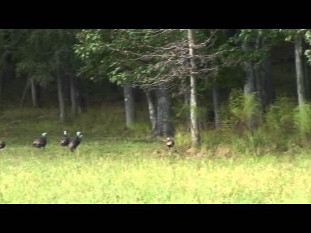 Watch Fall Turkey Scouting Tips on YouTube.