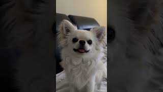Chihuahua smile 💕 #chihuahua #dogshorts #tinydog #lovedogs