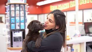 What You Need to Know Before Buying a Puppy | Petland Texas