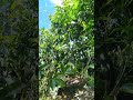 muita fruta no sítio