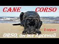 #90 CANE CORSO  - Кане Корсо -Orso.