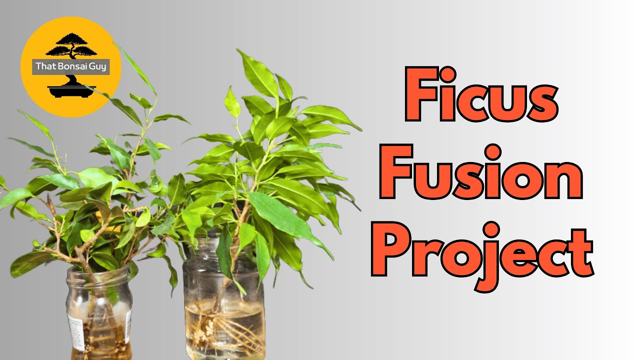 How to Fuse Ficus Bonsai for a Thicker Trunk (Water Propagation Update)