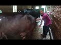 Buffalo ai artificial incimination buffalo ai murah buffalo ai buffalo artificial insemination
