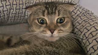 видео: Сколько мальчиков и девочек у Шанельки 😊 картинка: Сколько мальчиков и девочек у Шанельки 😊