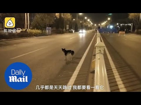 Mourning dog waits in the road for 80 days where its owner died