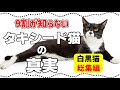 【白黒猫総集編】タキシード猫の驚きの真実15選|黒白猫の柄の種類・性格や特徴