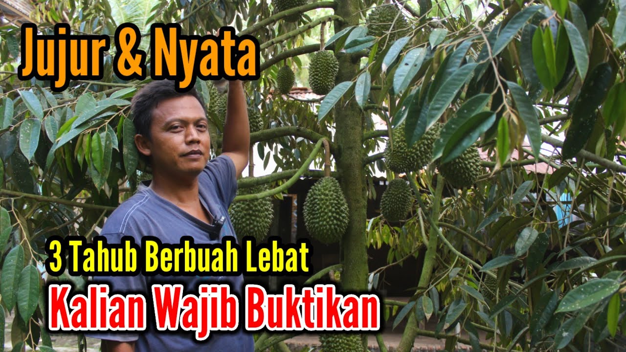 Durian Bawor Berbuah Lebat // Hanya Pake Dua Jenis Pupuk Sederhana // Ilmu Fakta Lapangan