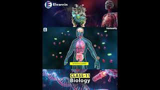 How antibodies protect you every single day #health #science
How does our body protect itself from diseases every day? š¦ š”ļø
In this short, learn the meaning of Immunity, the role of the Immune System, and how antibodies help protect us from disease-causing microorganisms.
Topics Covered:
Immunity Definition
Immune System
Disease Resistance
Antibodies
Pathogens & Protection
Body Defense Mechanism
Perfect for NEET, CBSE, NCERT, Class 12 Biology & Medical Aspirants.
#Immunity #ImmuneSystem #BiologyShorts #NEET #NCERT #HumanHealth #Antibodies #ScienceShorts How antibodies protect you every single day #health #science