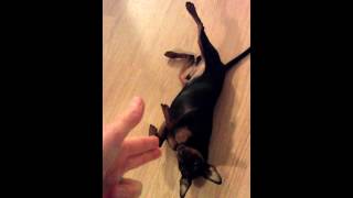 Minpin plays dead