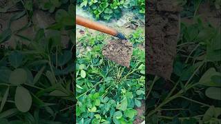 GHH10203 mini rotary tillage and ridging all-in-one tree 🎄 short view #shorts #viral #short