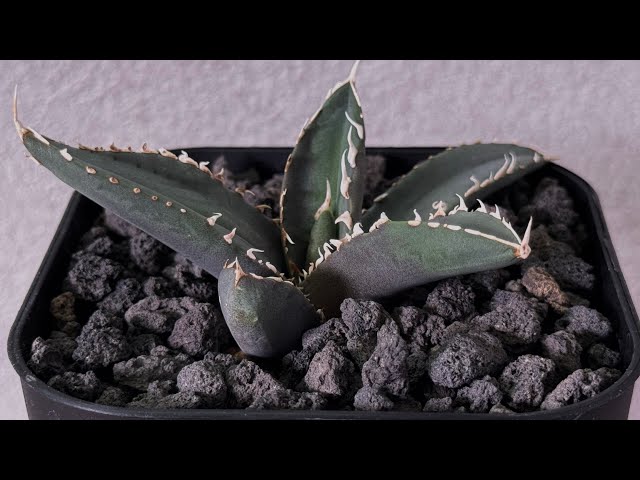20250922 アガベ・チタノタ 狼人（芽）-038｜agave titanota were wolf