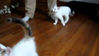 Turkish Van Kittens Playing -- 11 Weeks Old by Carol Edquist 292 views 13 years ago 19 seconds