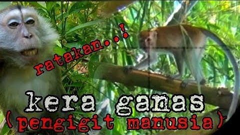NGERI‼️BERBURU MONYET ganas penggigit manusia DI PEMUKIMAN 🚫 MONKEY HUNTING