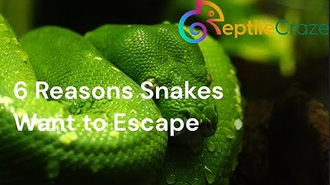 6 Reasons Snakes Want to Escape 🐍 #snake #snakes #escape #pets #reptiles #serpent #reptilelife