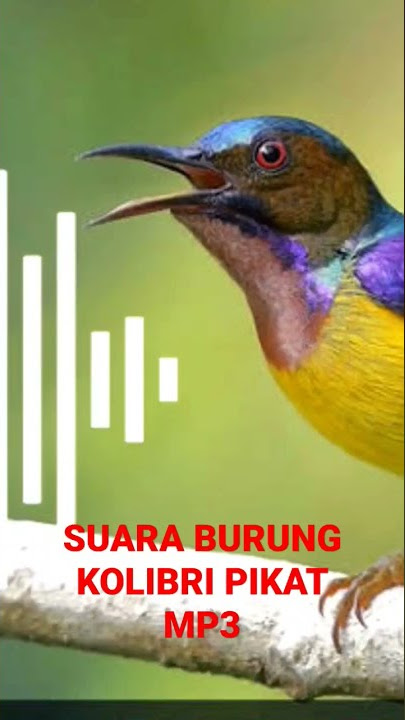 🔴Suara burung kolibri gacor untuk pikat mp3