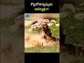 Lion తండ్రి తన కొడుకుని Story in Telugu | Emotional Twist  #shorts