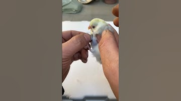 Lovebirds Talking Parrots Birdkeeping Experience Sharing Bird Cages and Bird Tools Radiant Summer