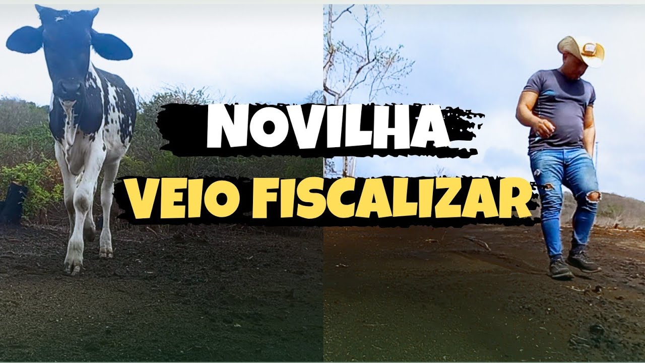 NOVILHA BEM FAMOSA, LIMPEZA + MARCAÇÃO DA CERCA NO ROÇADO 