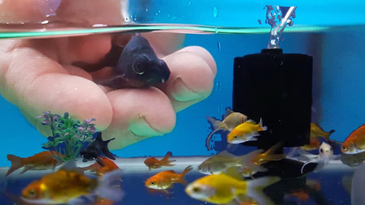 Japon Baligi Hangi Baliklarla Yasar Akvaryum Baliklari Gold Fish Youtube