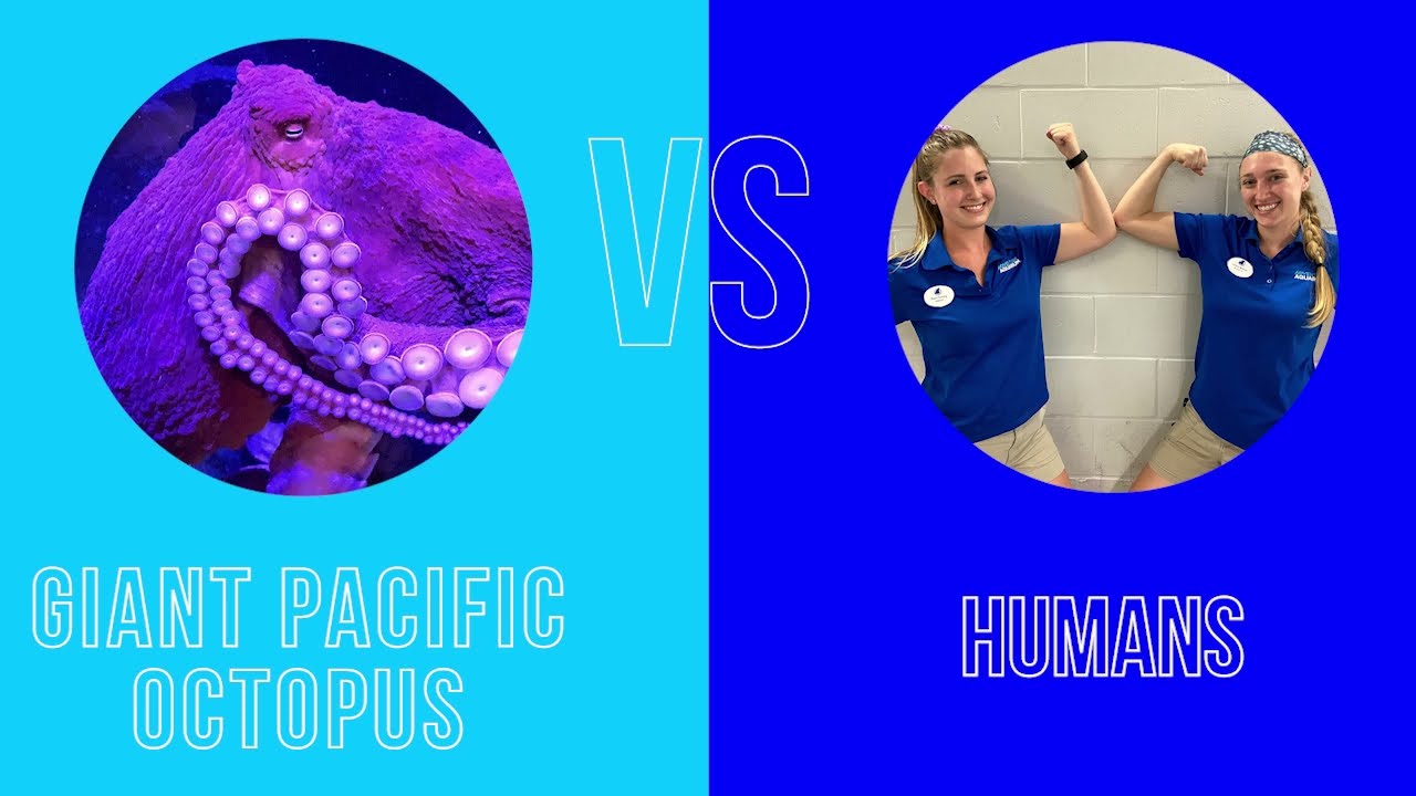 Could you beat an Octopus in an armwrestling match?! YouTube