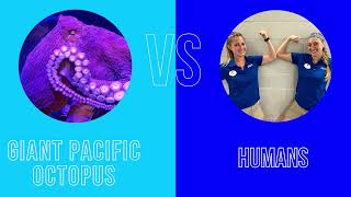Could you beat an Octopus in an arm-wrestling match?!