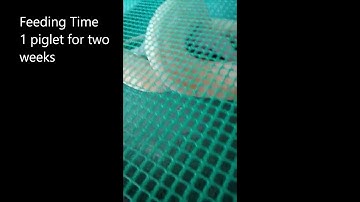 Burmese Albino Python feeding time