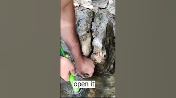 Fossils are everywhere around us #fossils  #rock  #hunting  #shorts