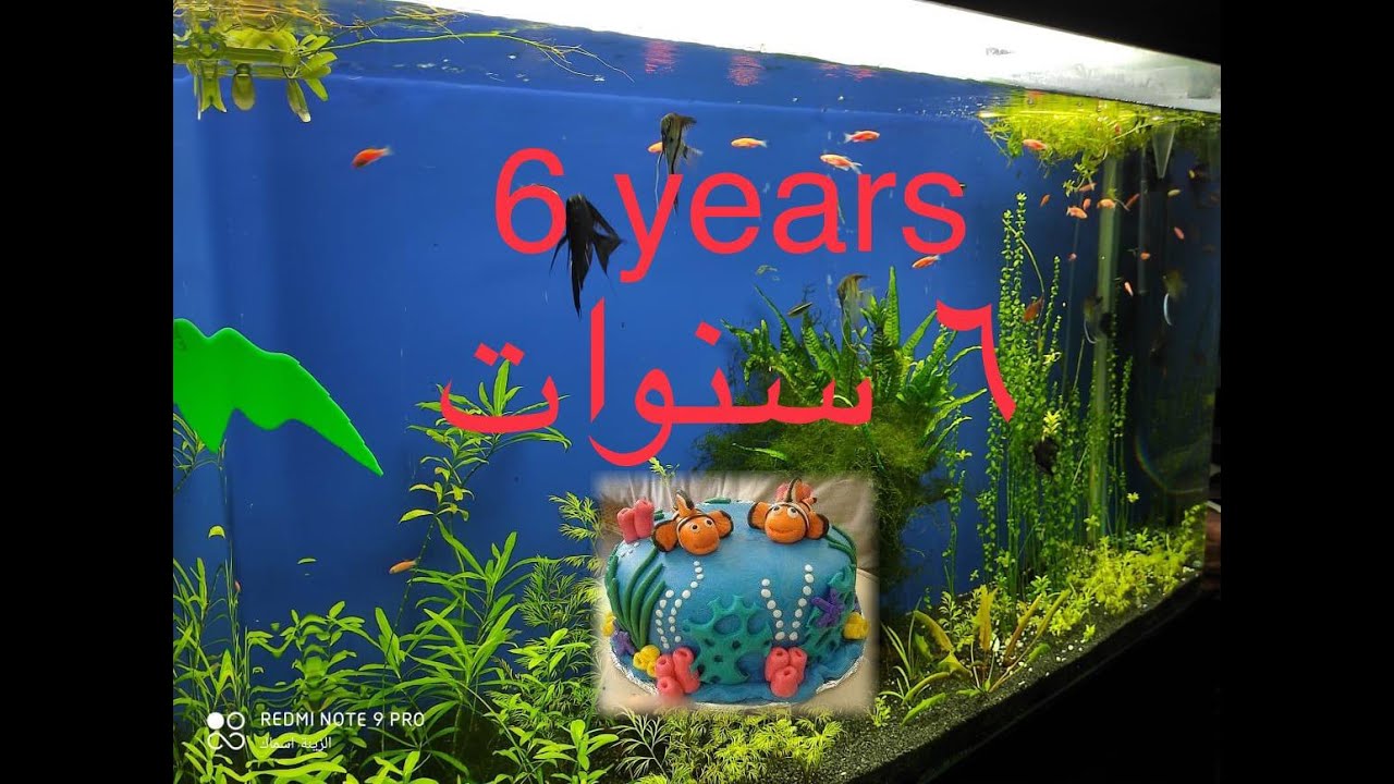 ٦سنوات بدون تغير مياة حوض اسماك الزينة