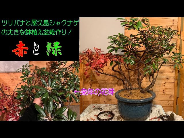 ツリバナと屋久島シャクナゲの鉢植え盆栽作り^ - ^How to create