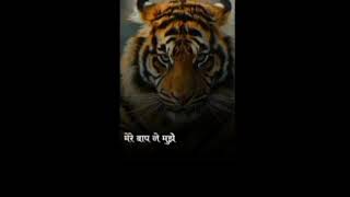 attitude lion shayari video. 🦁 Best lion shayari video