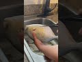 #pompanoFish How to clean Pompano fish #cleaningFish