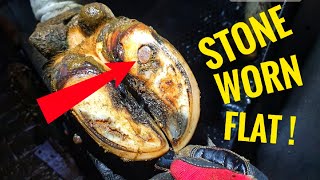 REMOVING a STONE from a COWS HOOF | The Hoof GP