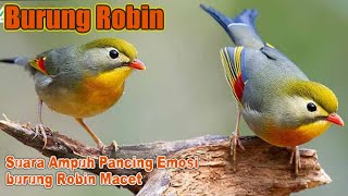 Suara Pancingan Burung Robin Macet Langsung Bunyi