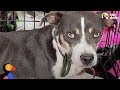 Scared Dog Slowly Trusts Rescuers Who Spent WEEKS to Find Her | The Dodo