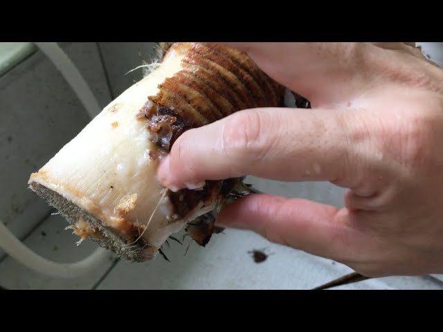 胴切りのユッカグロリオサ「水耕発根」できるのか？ - YouTube
