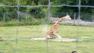 How does a giraffe stand up with those long legs in the way?