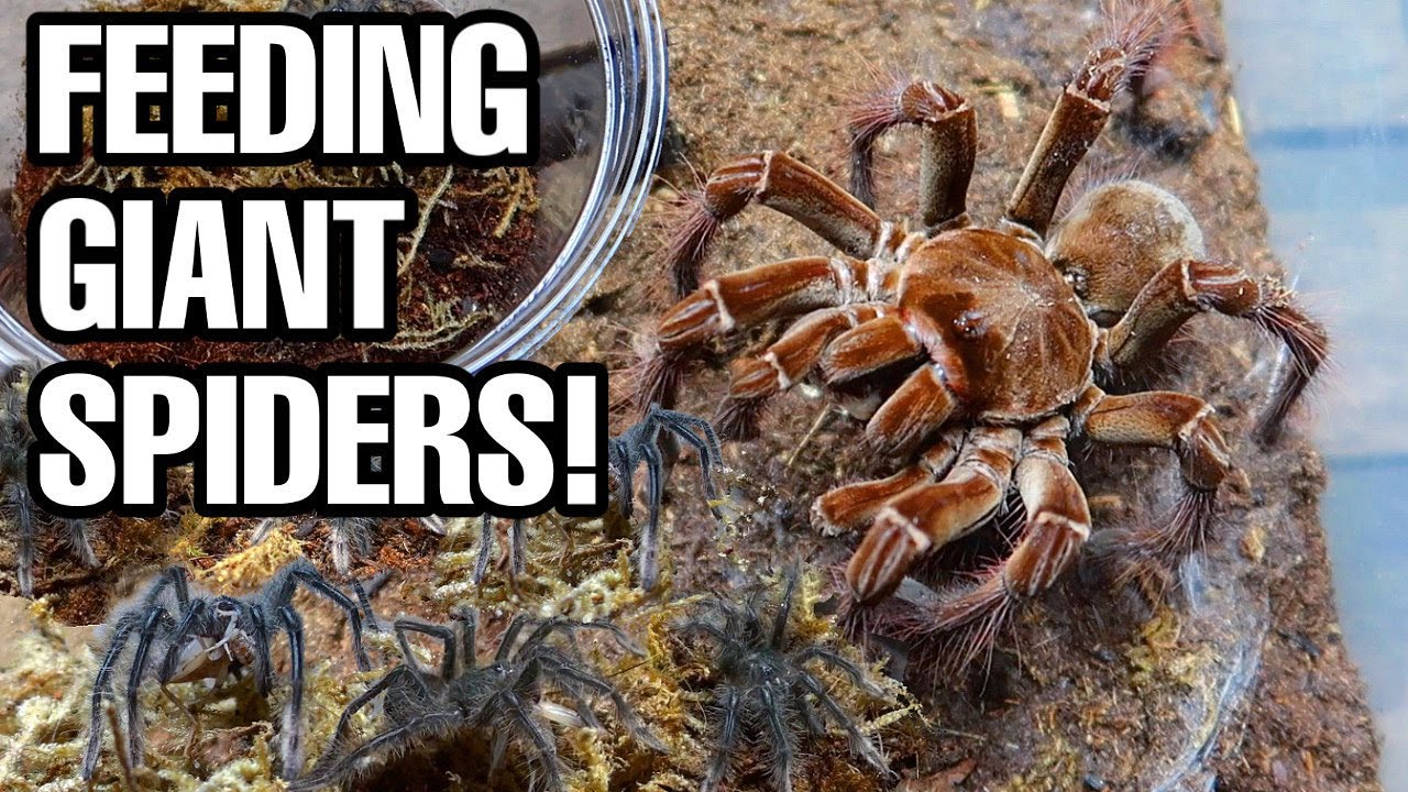 GIANT SPIDERS! Feeding my 12 Goliath Birdeater Tarantulas! YouTube GIANT SPIDERS! Feeding my 12 Goliath Birdeater Tarantulas! YouTube