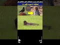 The Mysterious Anting Behavior of Birds: Nature’s Strange Self-Care Ritual || Trending Facts 313