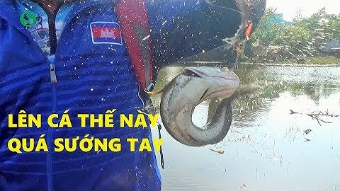 Câu cá lóc đồng | Lên cá sướng tay | Fishing | Sắc Màu VN