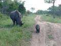 kruger rhino baby defends mother