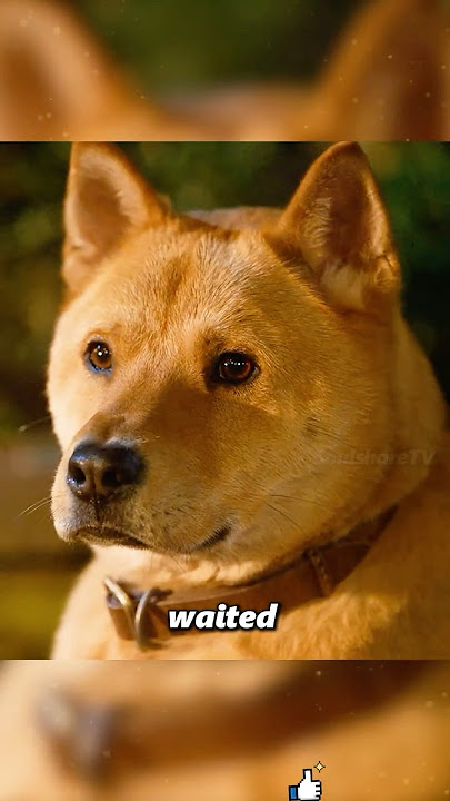 The Dog Who Waited Ten Years for His Owner 🐾😭#shorts #movieclips