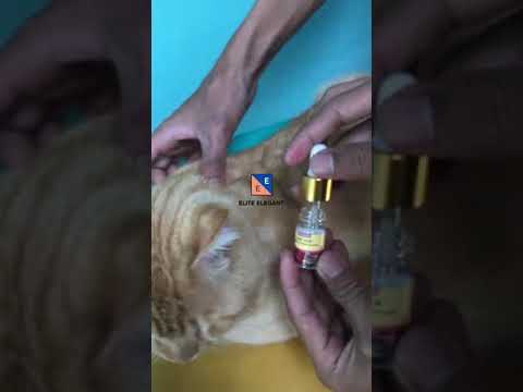 Video: Spay Laparoskopi Untuk Anjing Dan Kucing