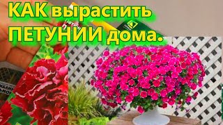 Фото Петуния от посева до цветения. Как вырастить петунию? Это важно знать!