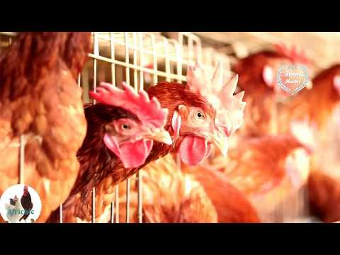 Video: Diseases Of Chickens. Infectious. Part 2