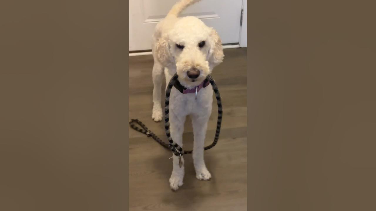 Take care of your dogs health with Mighty Ears! goldendoodle dog 