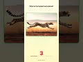 Only 3% Pass This Animal Challenge